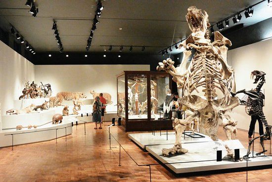 Museum of Zoology of the University of Sao Paulo